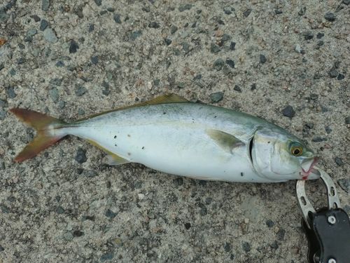 ツバスの釣果