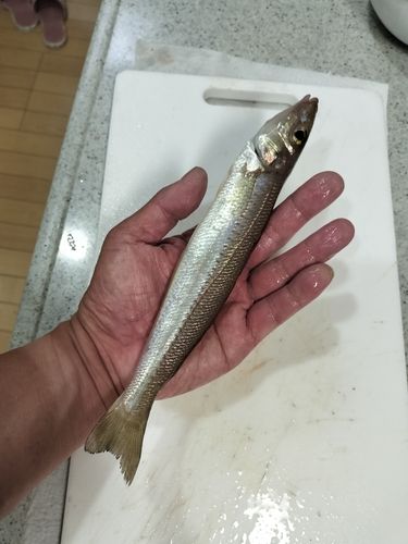 メジナの釣果