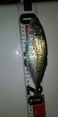 アジ