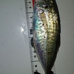 アジ