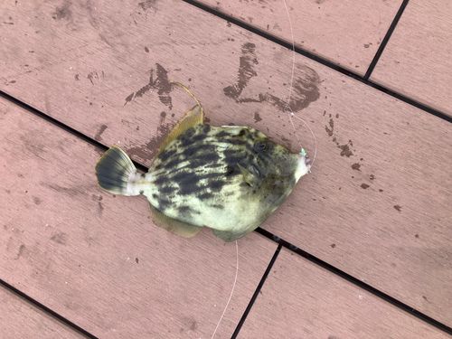 カワハギの釣果