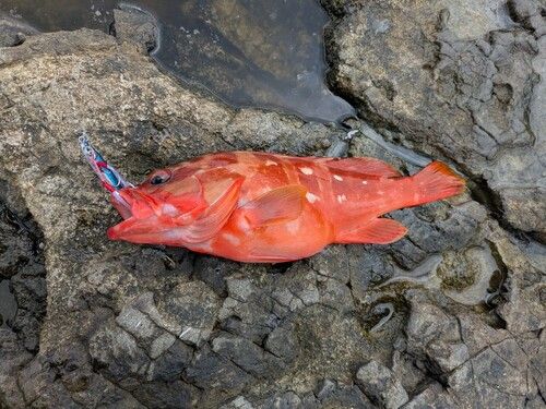 アカハタの釣果