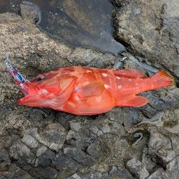 アカハタ
