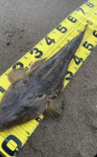 コチの釣果