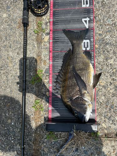 チヌの釣果