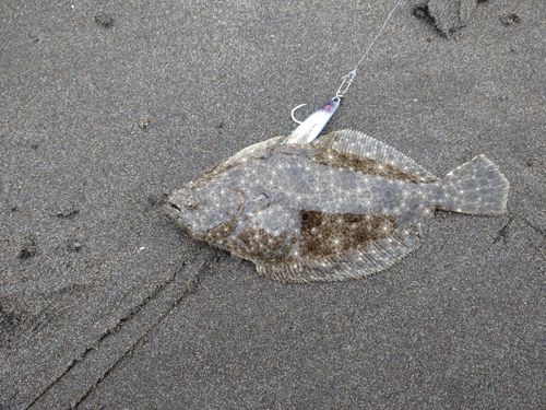 ソゲの釣果