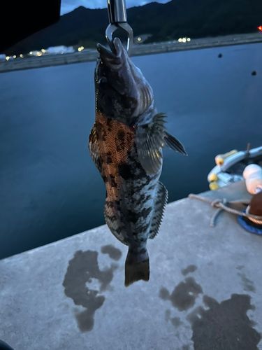 アイナメの釣果