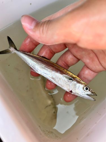 サゴシの釣果