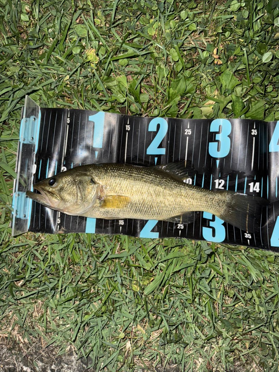 ラージマウスバス