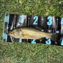 ラージマウスバス