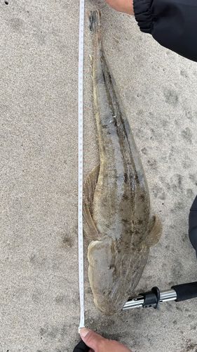 マゴチの釣果