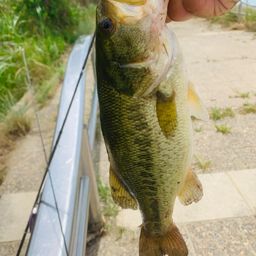 ラージマウスバス