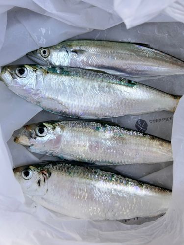 ママカリの釣果