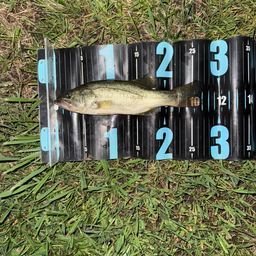 ラージマウスバス