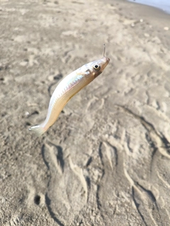 シロギスの釣果