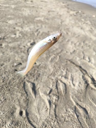 シロギスの釣果