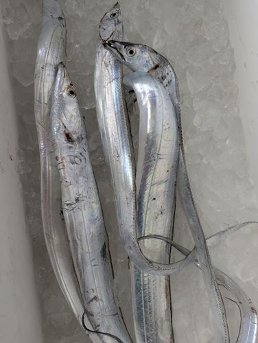 タチウオの釣果