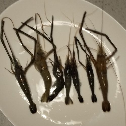 テナガエビの釣果