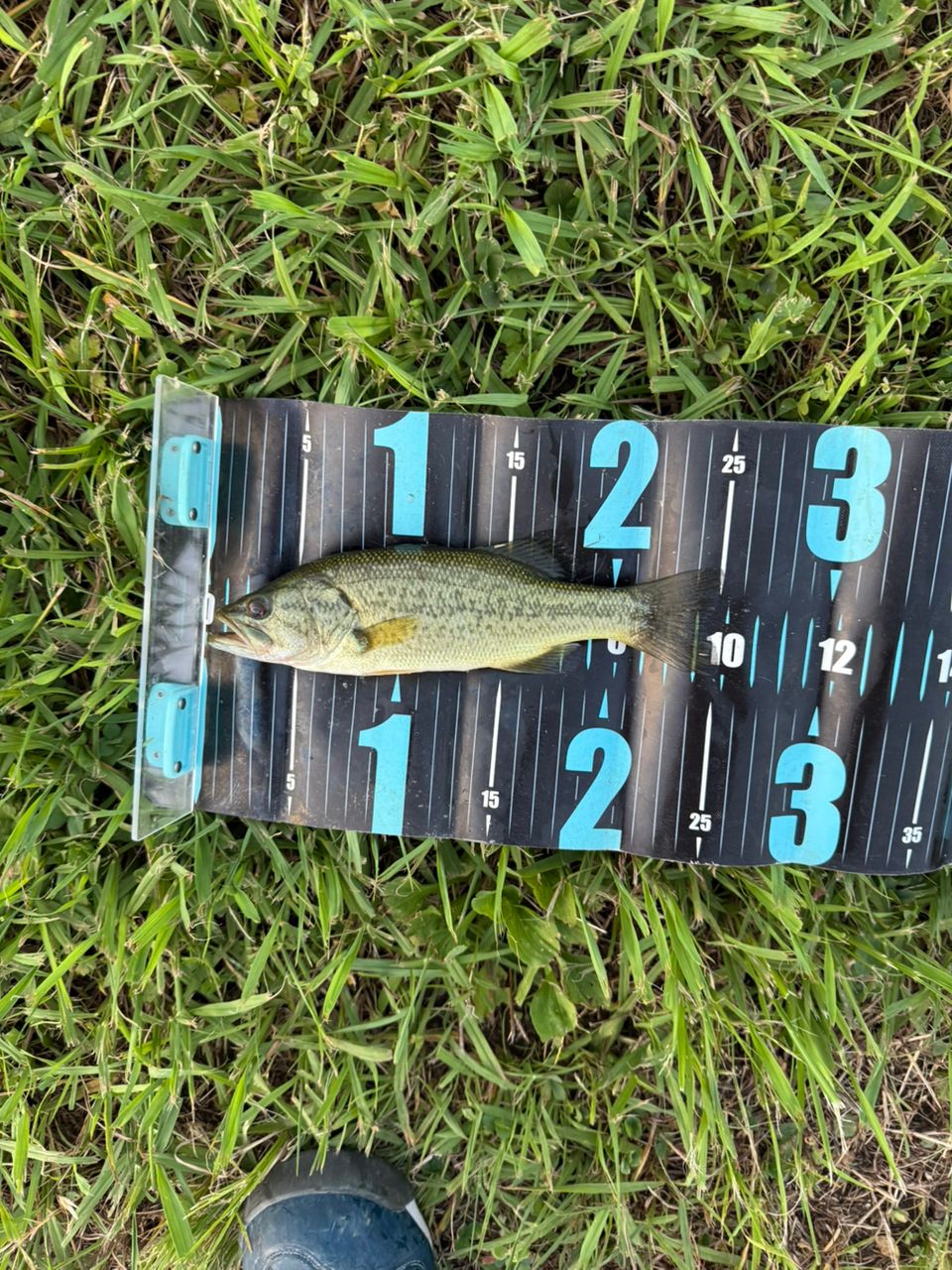 ラージマウスバス