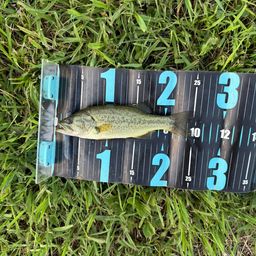 ラージマウスバス