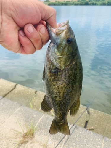 ラージマウスバスの釣果