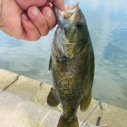 ラージマウスバス