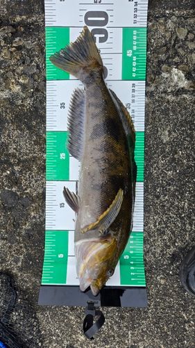 アイナメの釣果