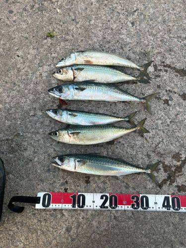 サバの釣果