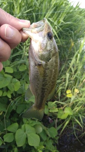 ラージマウスバスの釣果