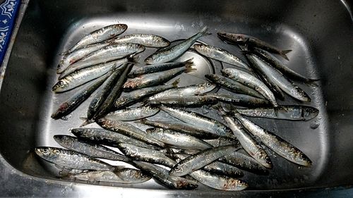 イワシ