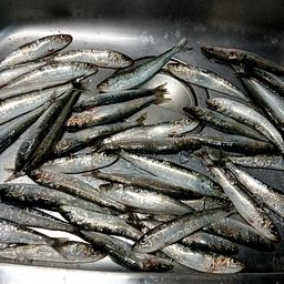 イワシ