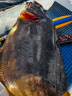 ヒラメの釣果