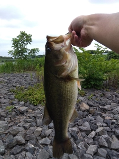 ラージマウスバスの釣果