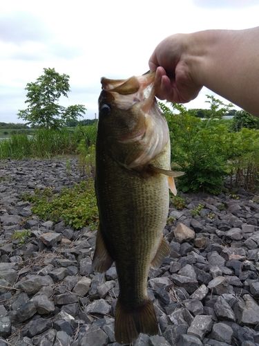 ラージマウスバス