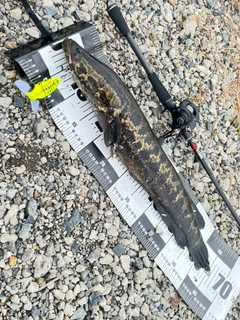 カムルチーの釣果