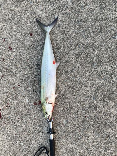 サゴシの釣果
