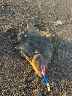 マツカワの釣果