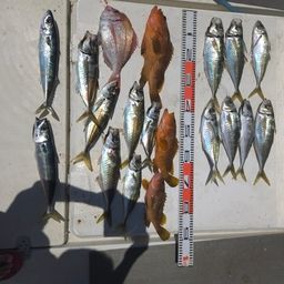 アジ