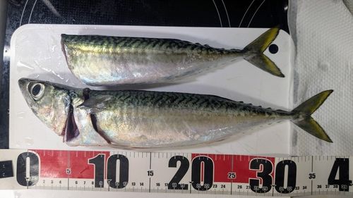 サバの釣果