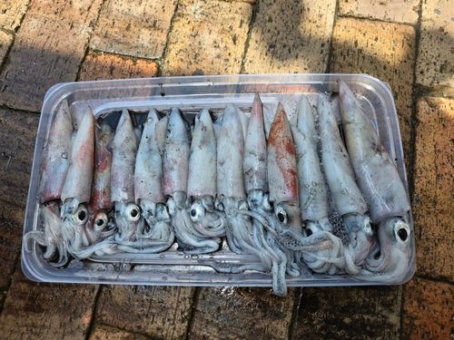 ケンサキイカの釣果