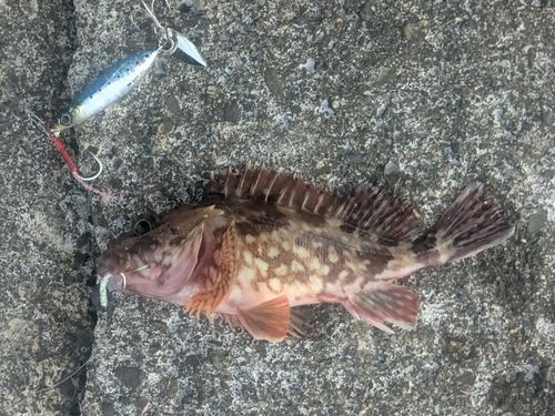 カサゴの釣果