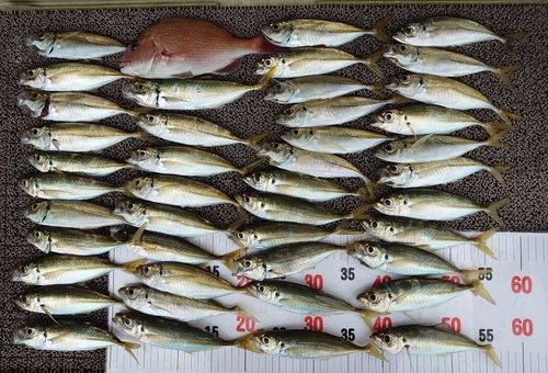 アジの釣果