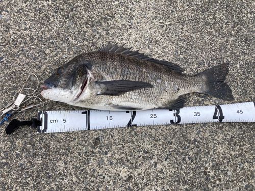 クロダイの釣果