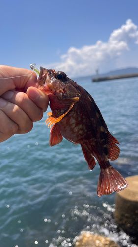 ガシラの釣果