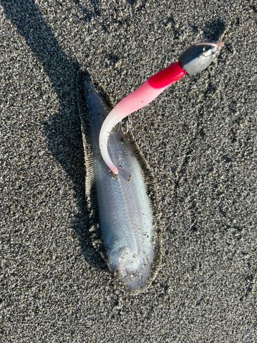 シタビラメの釣果