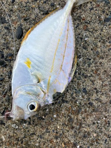 キビレヒイラギの釣果