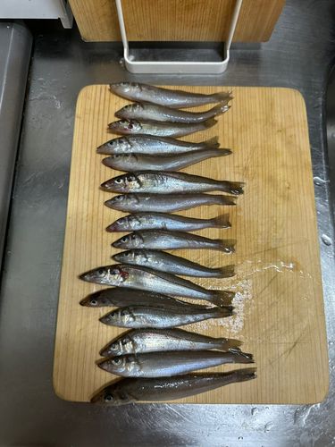 キスの釣果