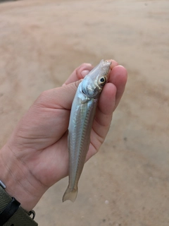 シロギスの釣果