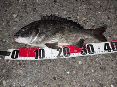 クロダイの釣果