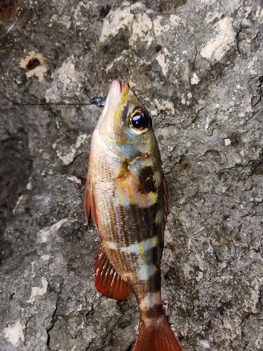 ノコギリダイの釣果